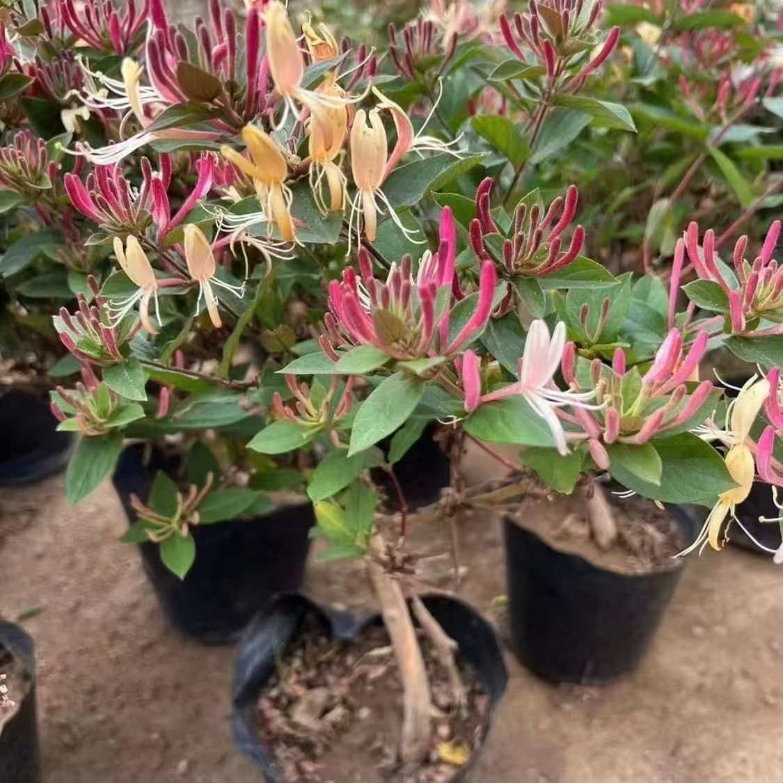 多彩红色金银花盆栽泡茶南北方均可种植耐热抗寒