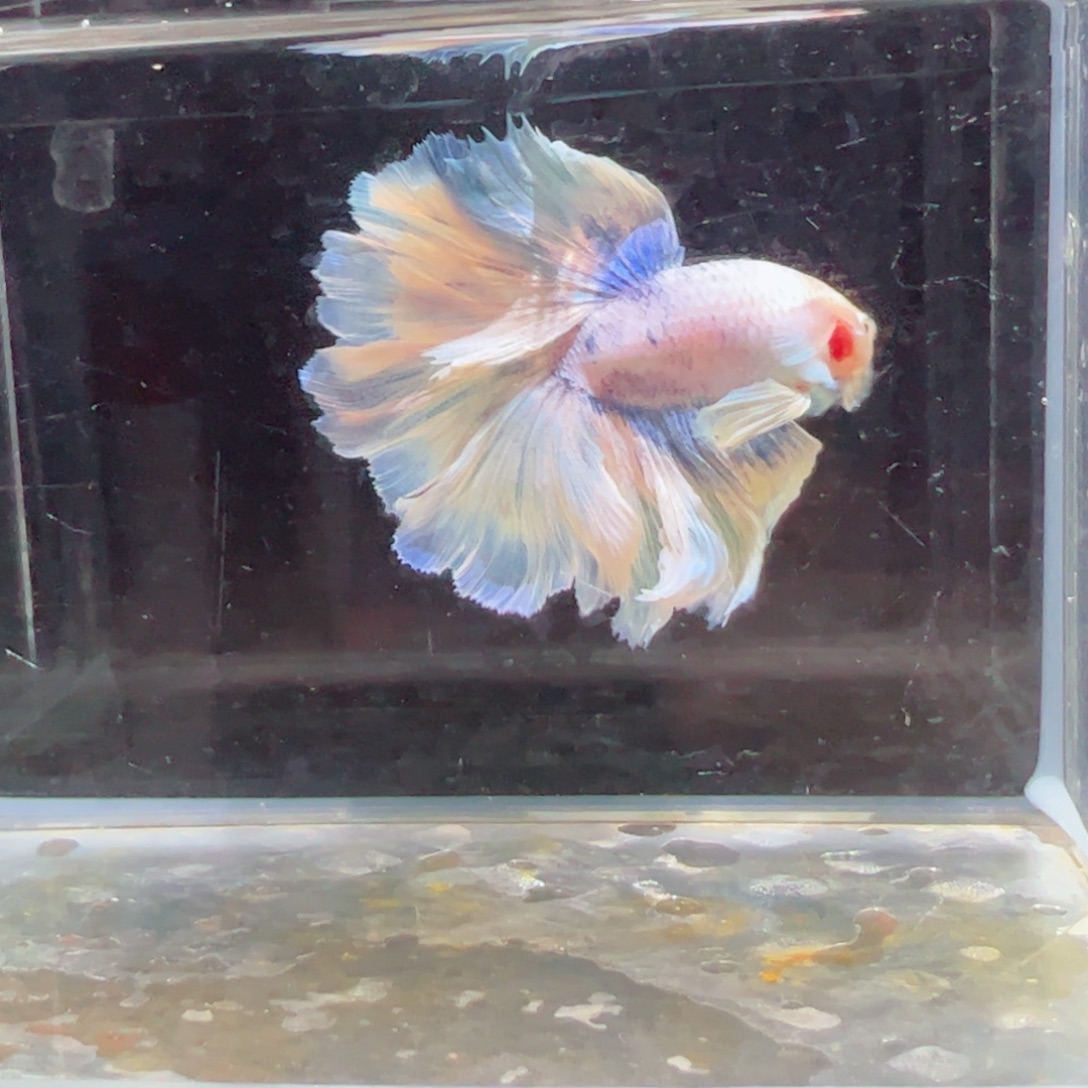 斗鱼浅色特殊尾hhhh