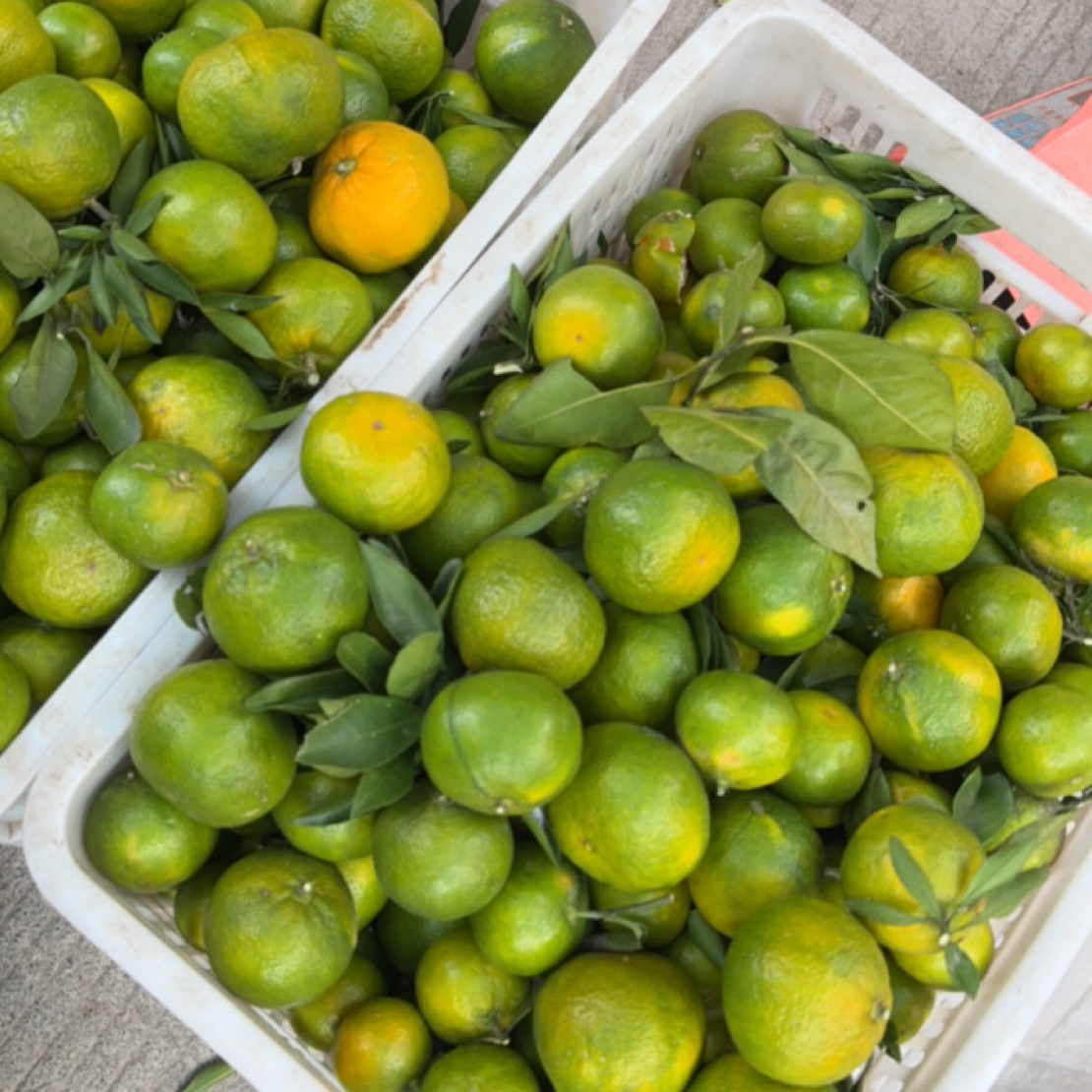 现摘青皮无籽蜜桔薄皮多汁酸甜可口新鲜应季孕妇水果