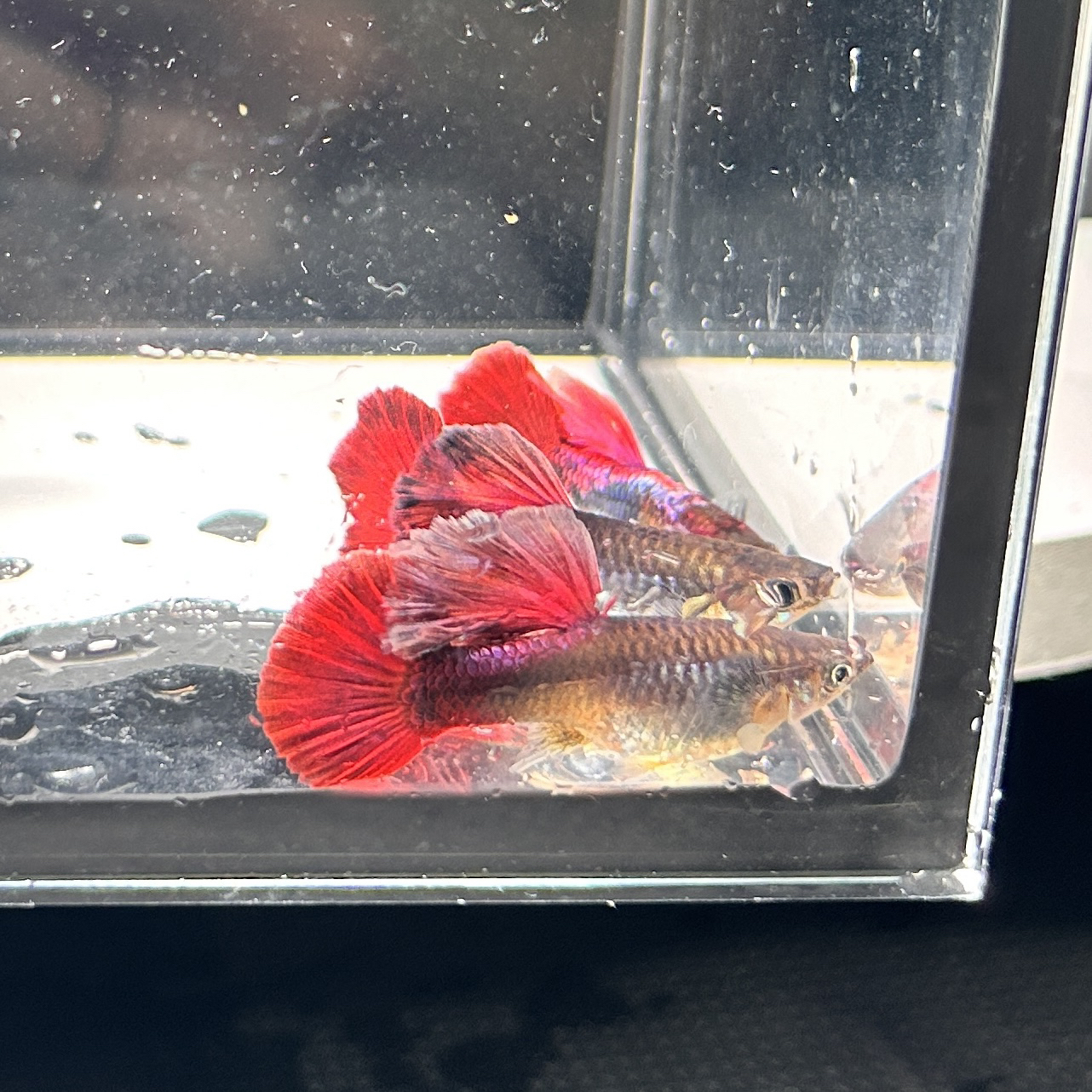 精品菊花帆褶扇孔雀鱼小型热带观赏鱼