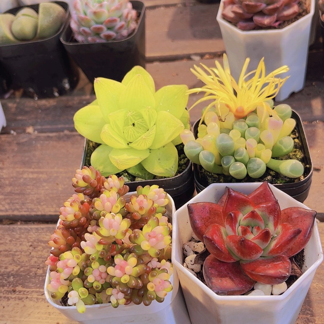 黄金雨露了➕五十锦➕七彩龙珠➕罗卡