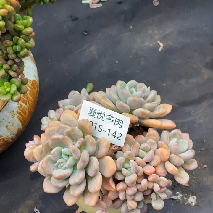 夏悦多肉1015-142木糖醇