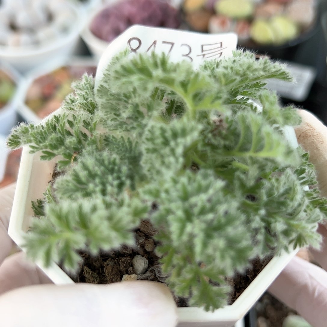 好养易活生石花大母本8473