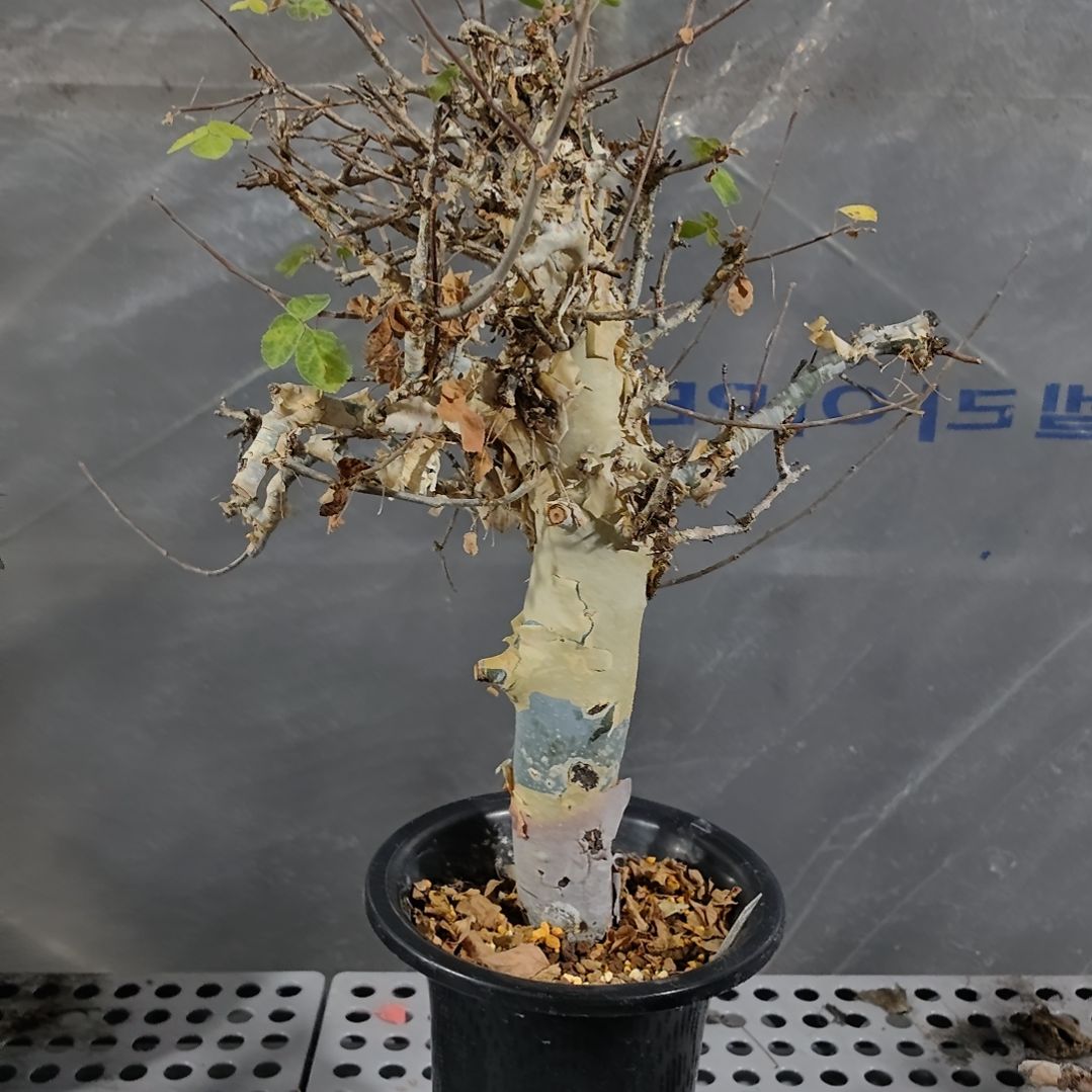 蓝白皮橄榄熟桩可寄养