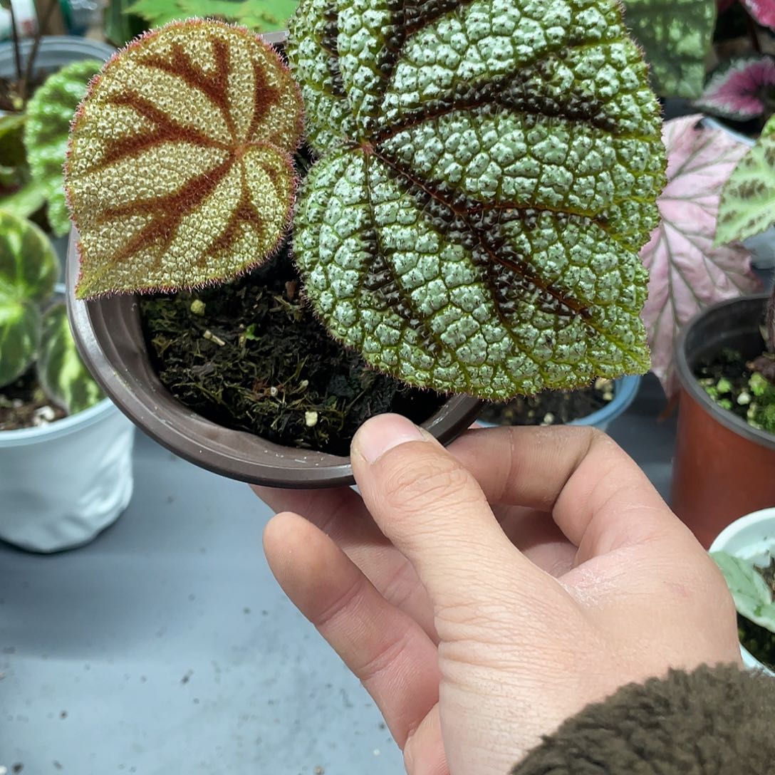 完全开放钻铁，一物一拍喜欢的下单