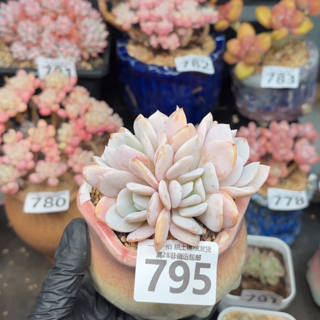 雪特多肉无盆土发货