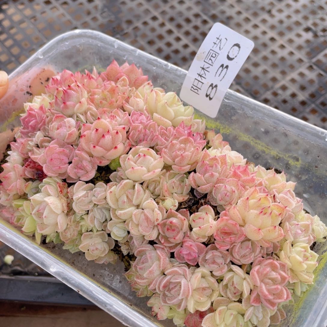 多肉植物多肉植物830