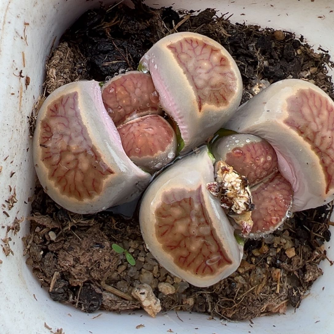 1.26好看的多肉787