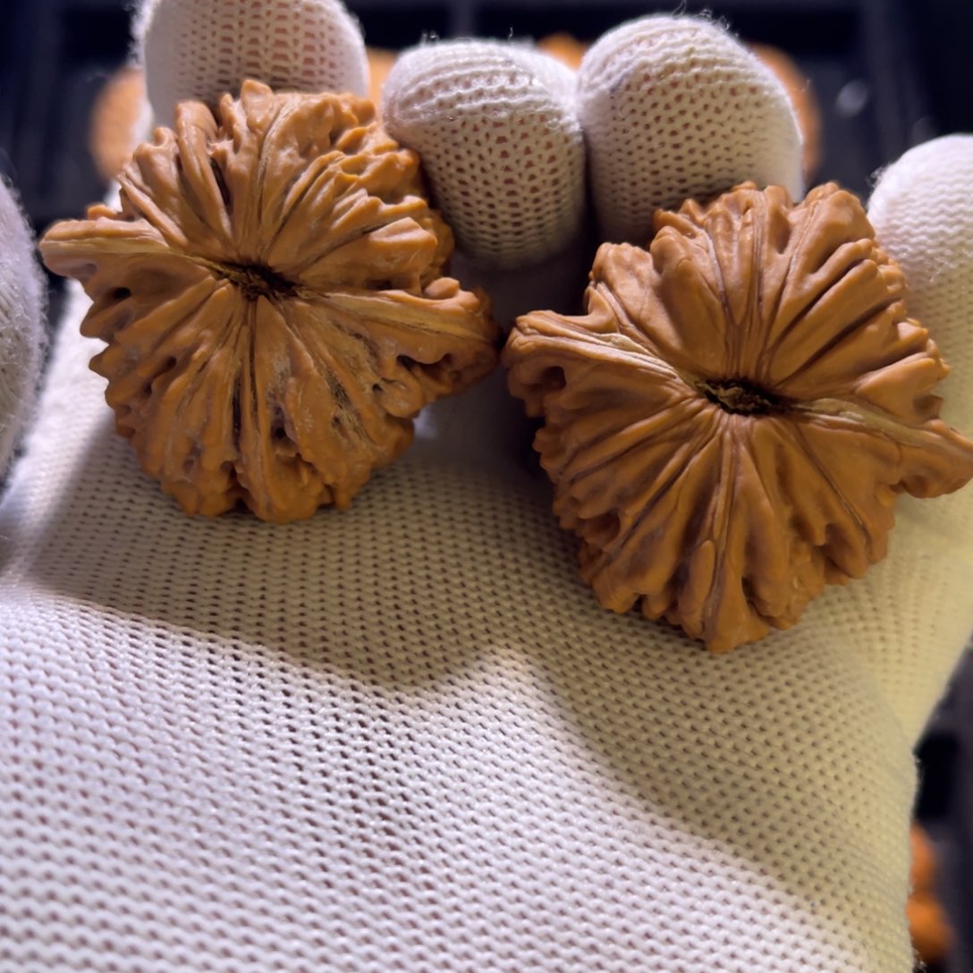 俗*秦皇岛山地果全品—09