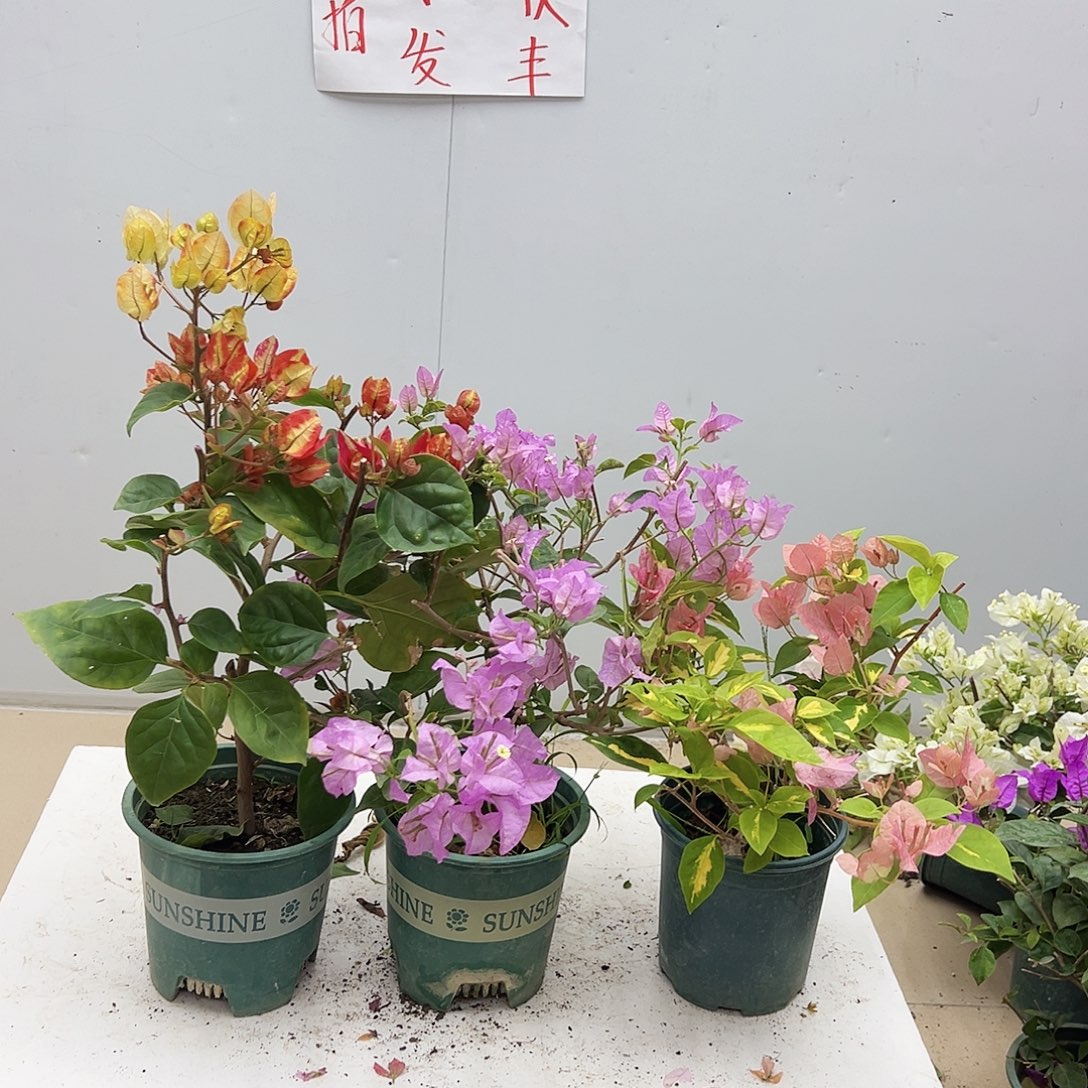 大部分花苞少量开放哪吒，巴西紫，金心橙白