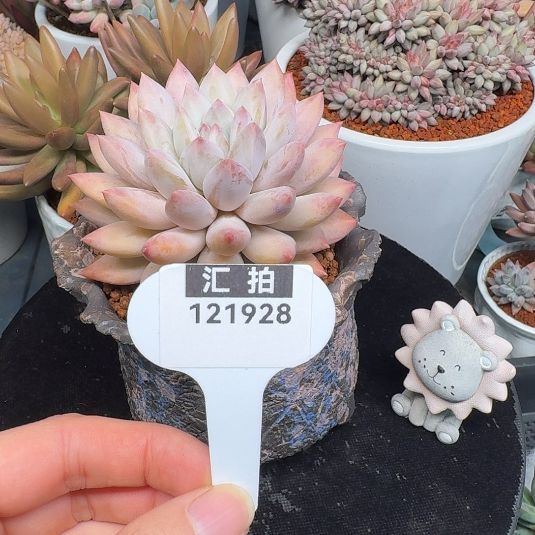 精品多肉植物121928