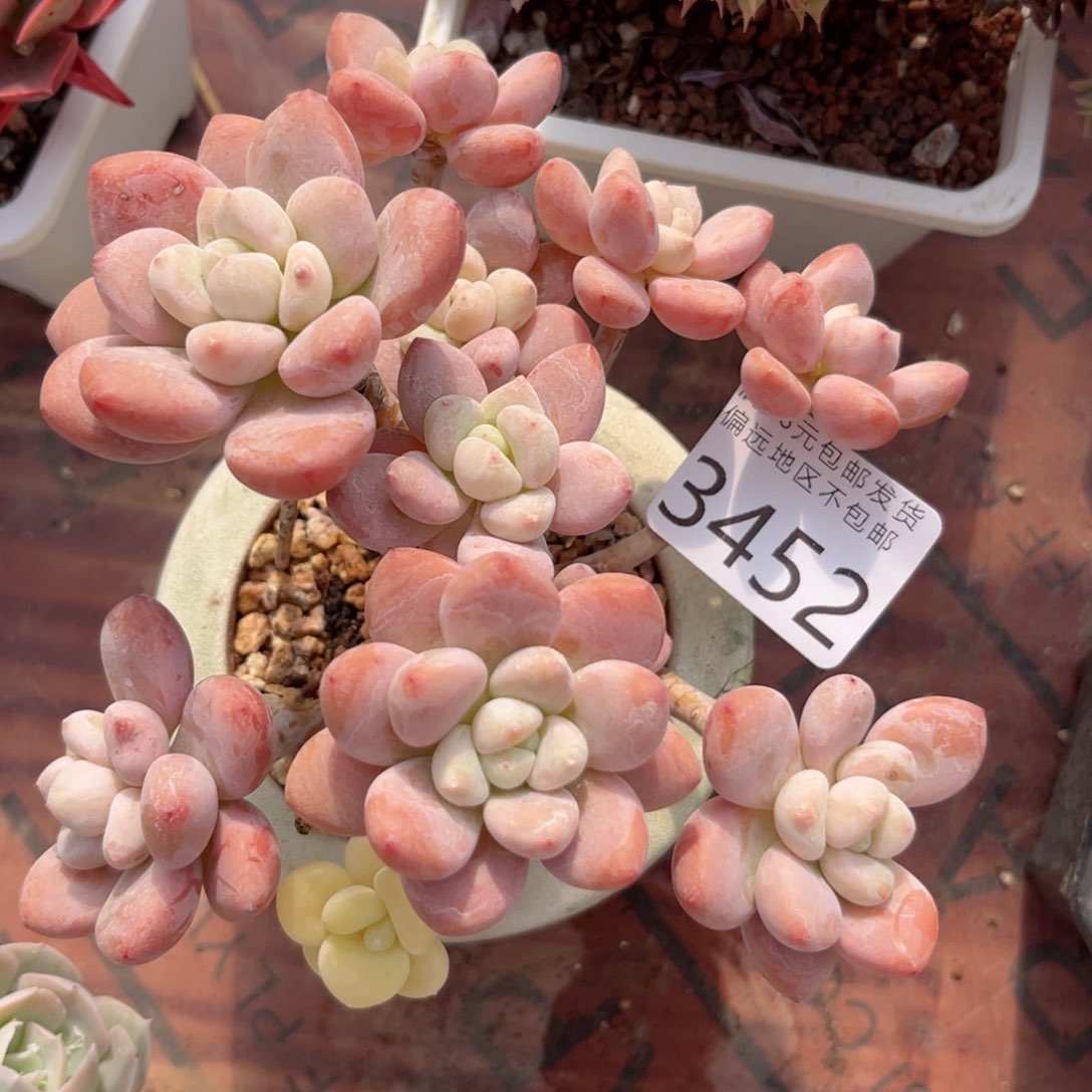 大3452；s g g h n n n