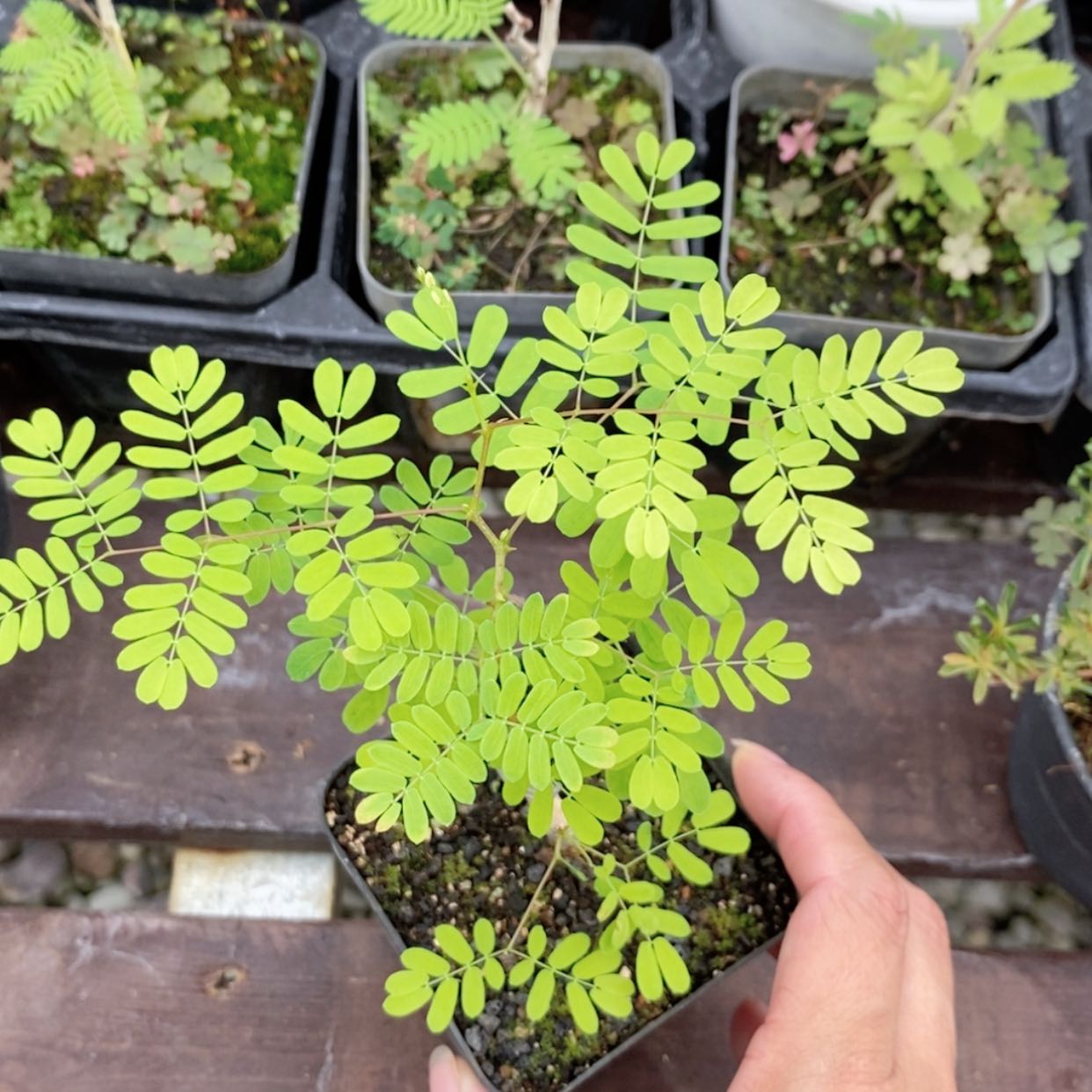 【闪购商品】黑猴刺树