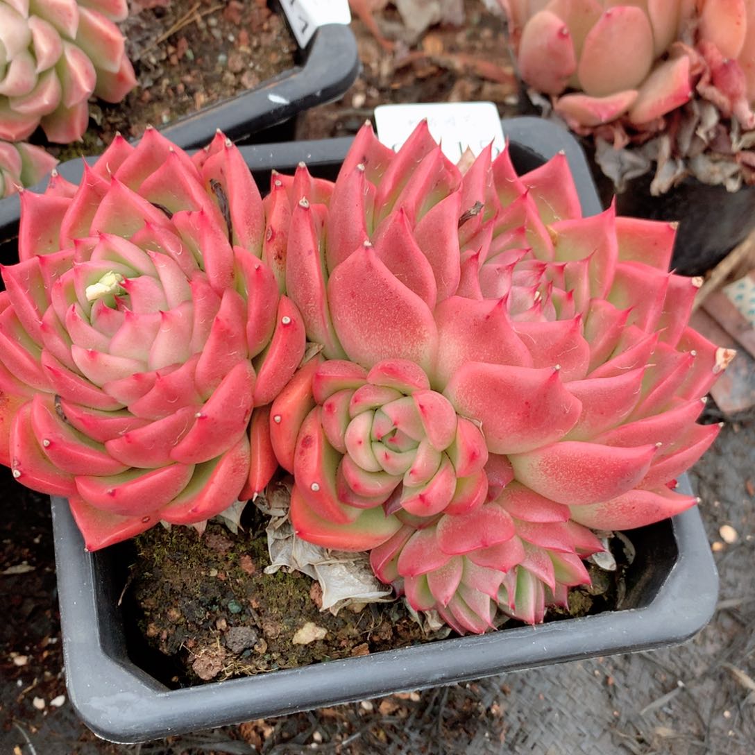 9415新年快乐发发发