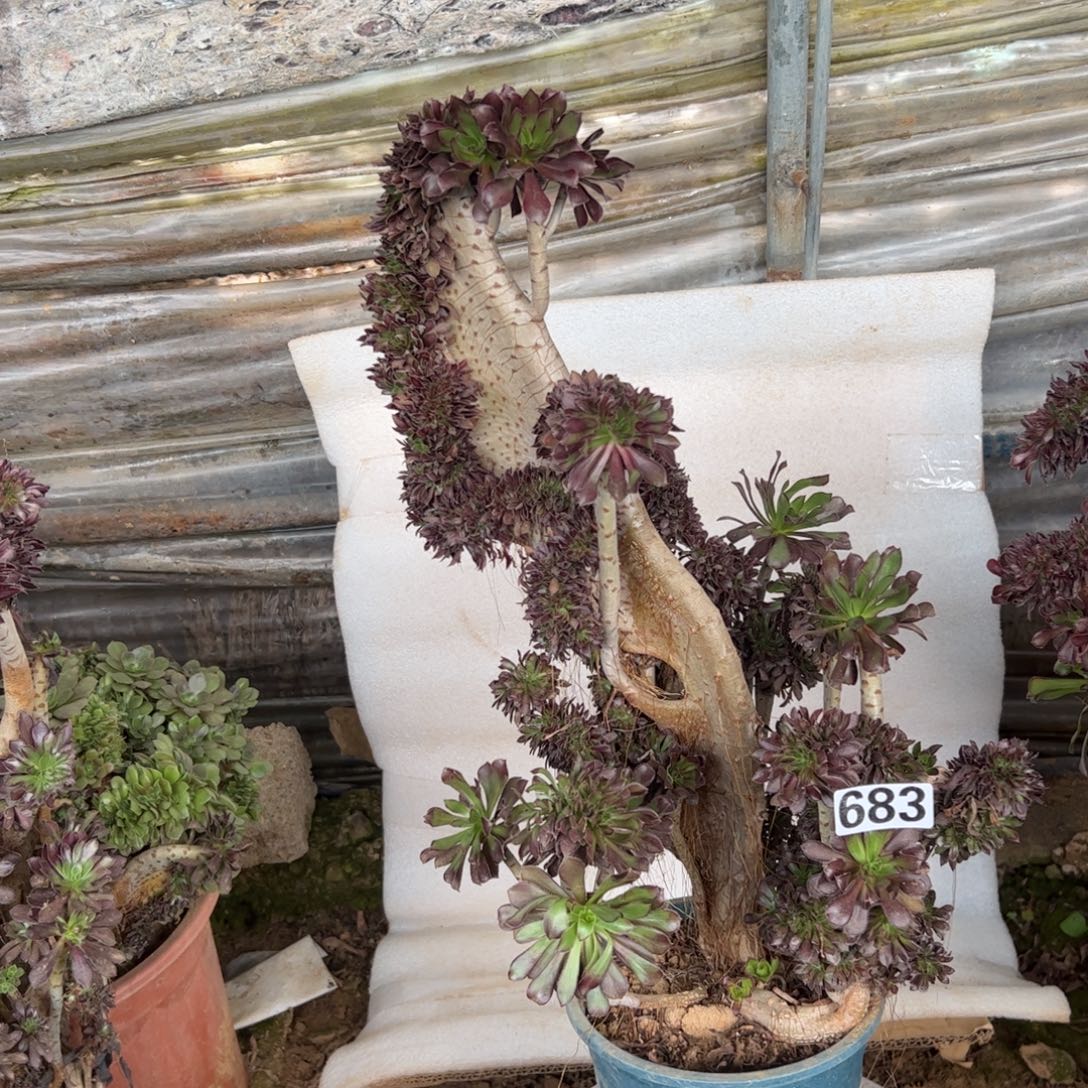 有伤黑缀683高度45厘米