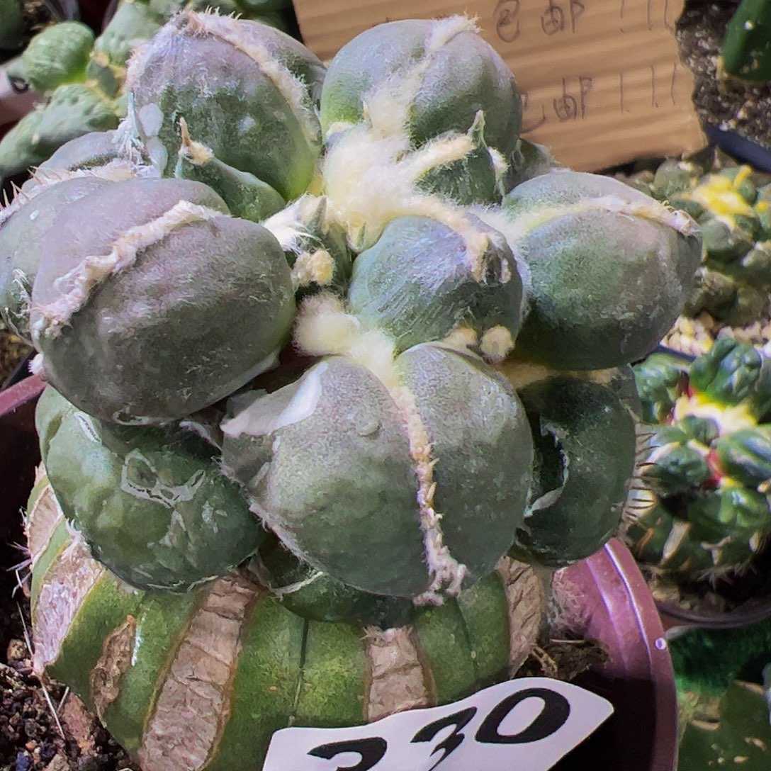 无花朵蛋尤牡丹330