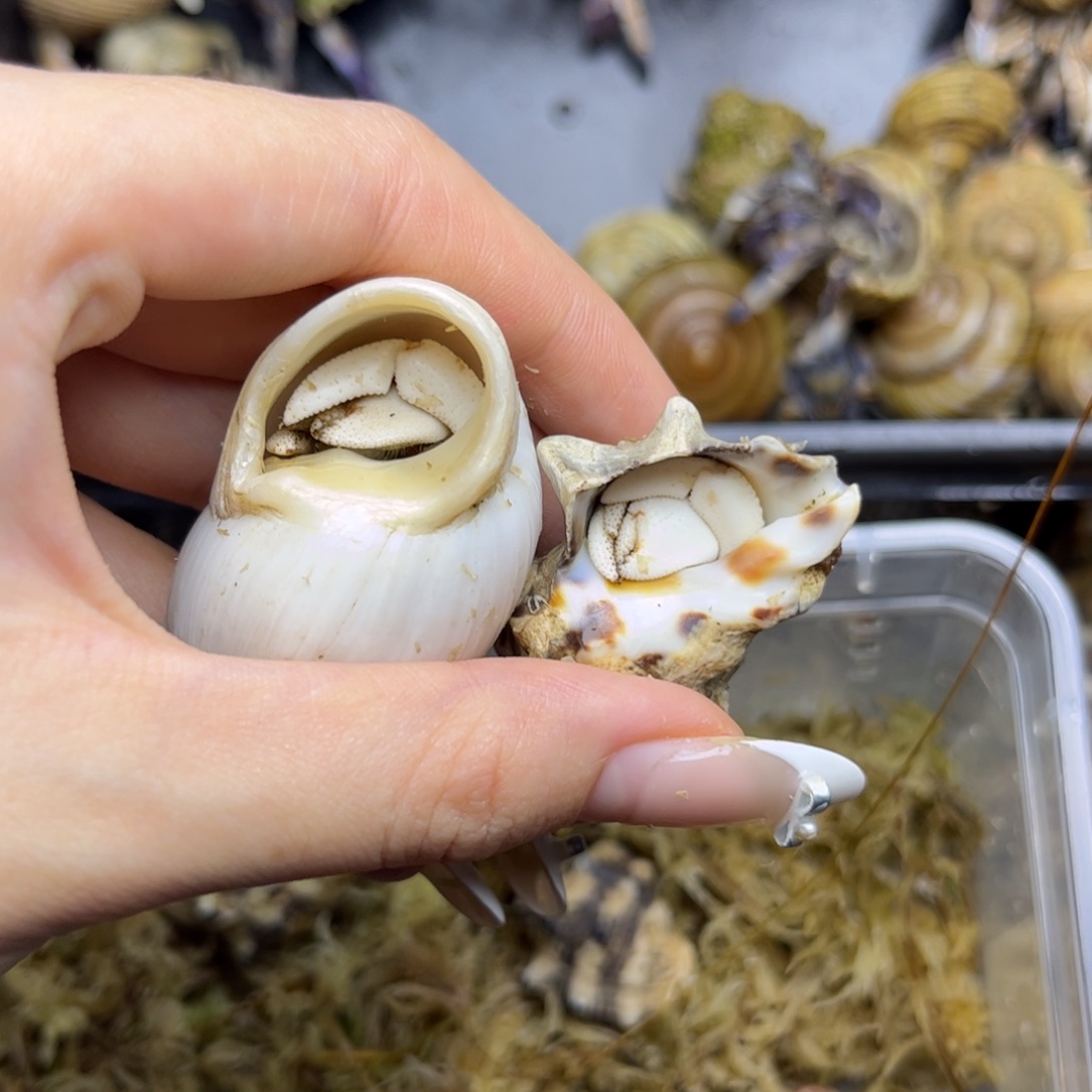 竹节瓷白&纯白小白草cp