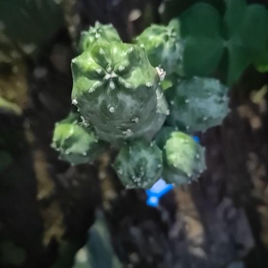 橙花桃太郎火龙果嫁接125