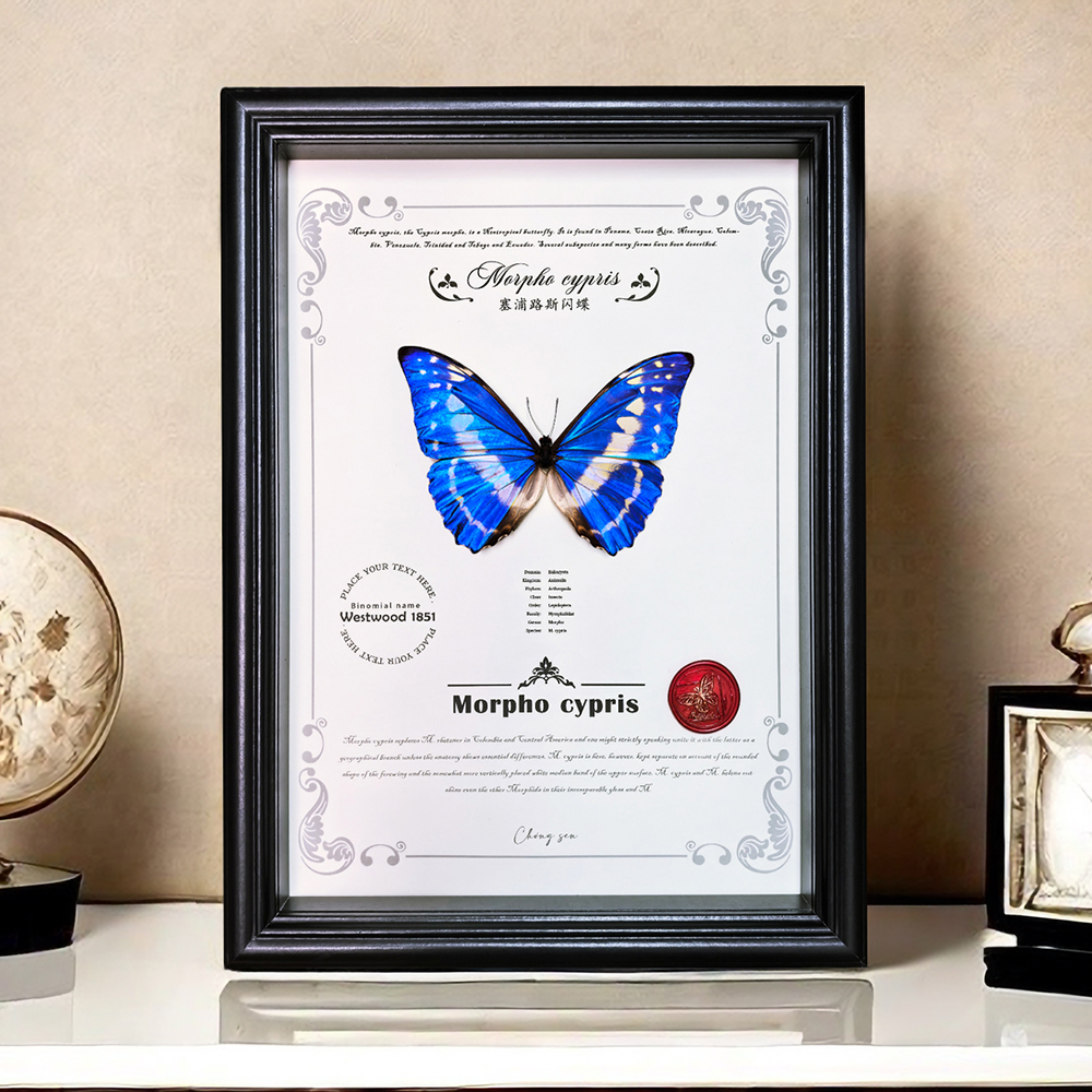 A1塞浦路斯闪蝶蝴蝶标本相框桌面摆件客厅装饰画艺术品展示框礼物