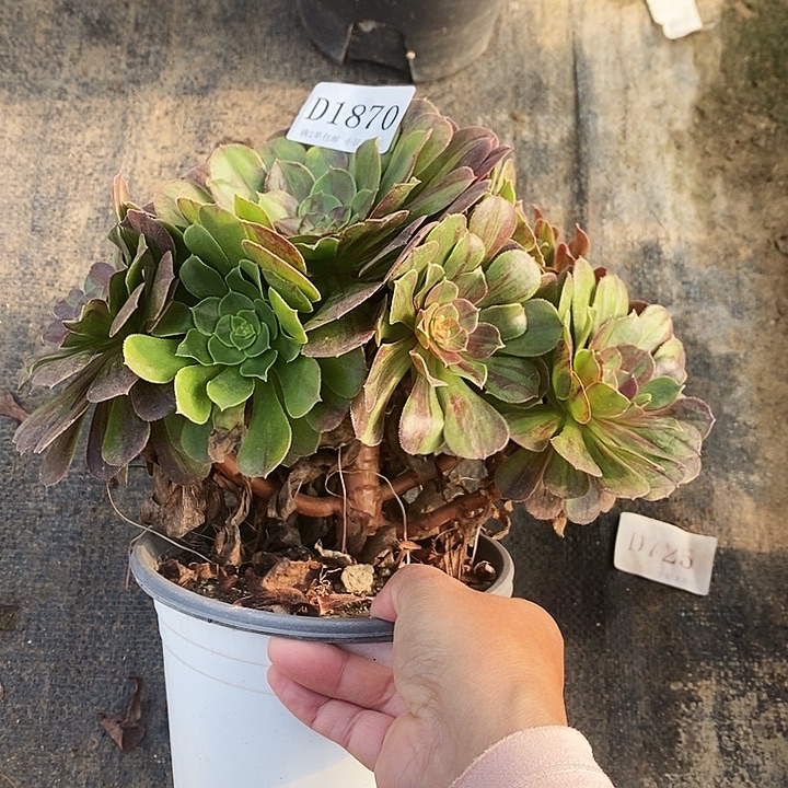 ^_^1870花月夜多肉植物