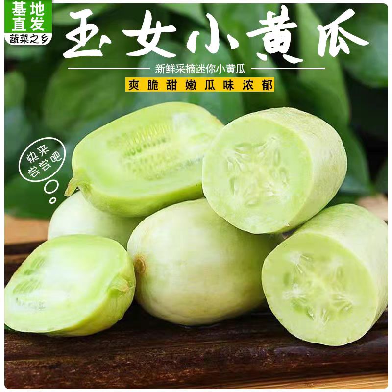 寿光现摘金童玉女小黄瓜拇指水果黄瓜鲜脆爽口皮薄多汁