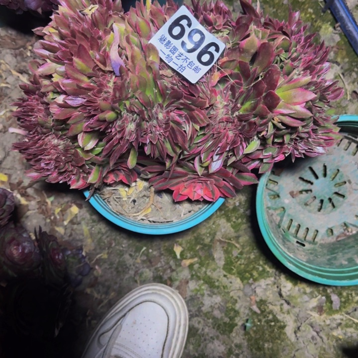 银月花29-34包邮花花