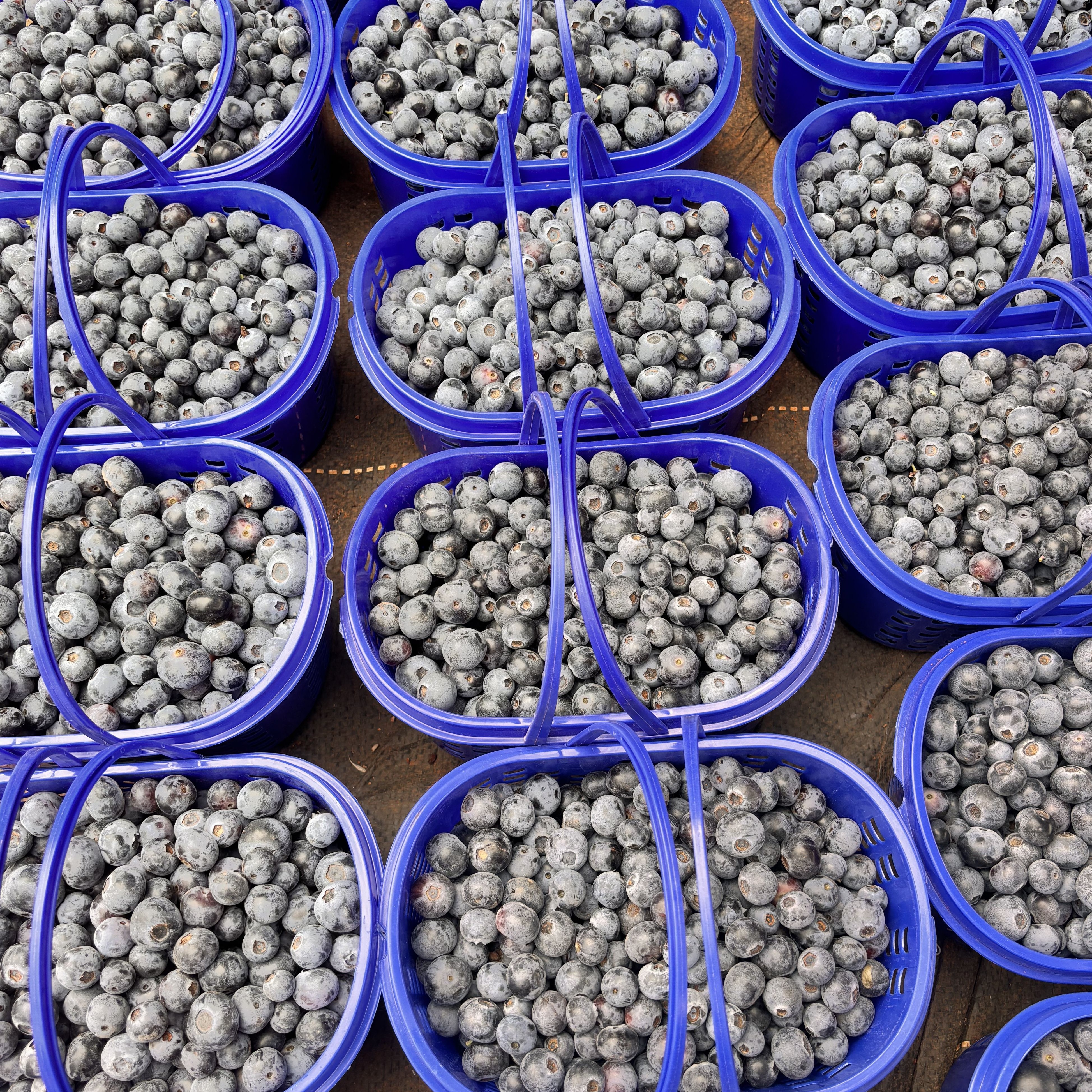 生态蓝莓 一篮29.9 元 1公斤 15MM云南省