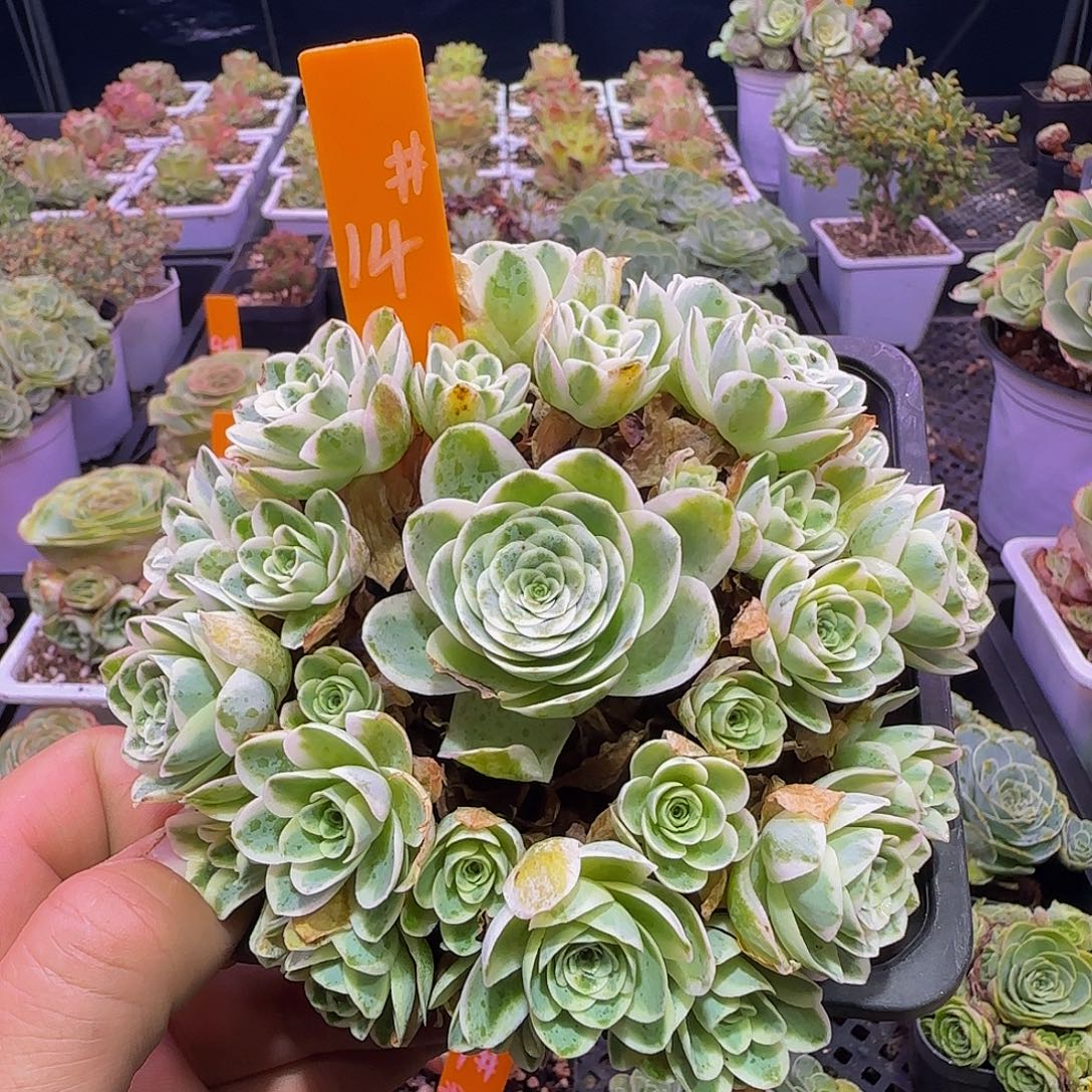 锦 非偏远包邮玻璃心慎拍