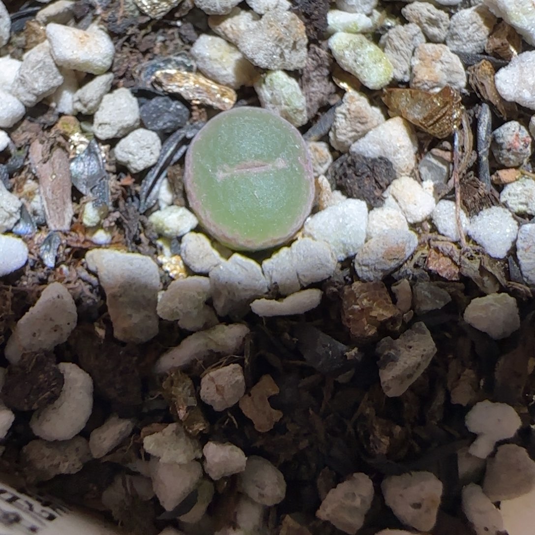 肉锥多肉植物百科-安格1576