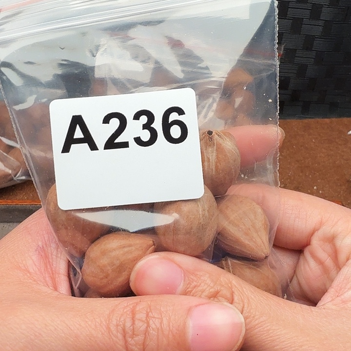 此***、手串/手链核桃橄榄