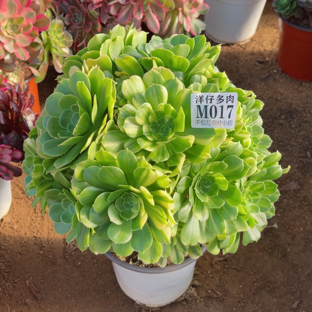 017五彩琉璃 冠幅30左右