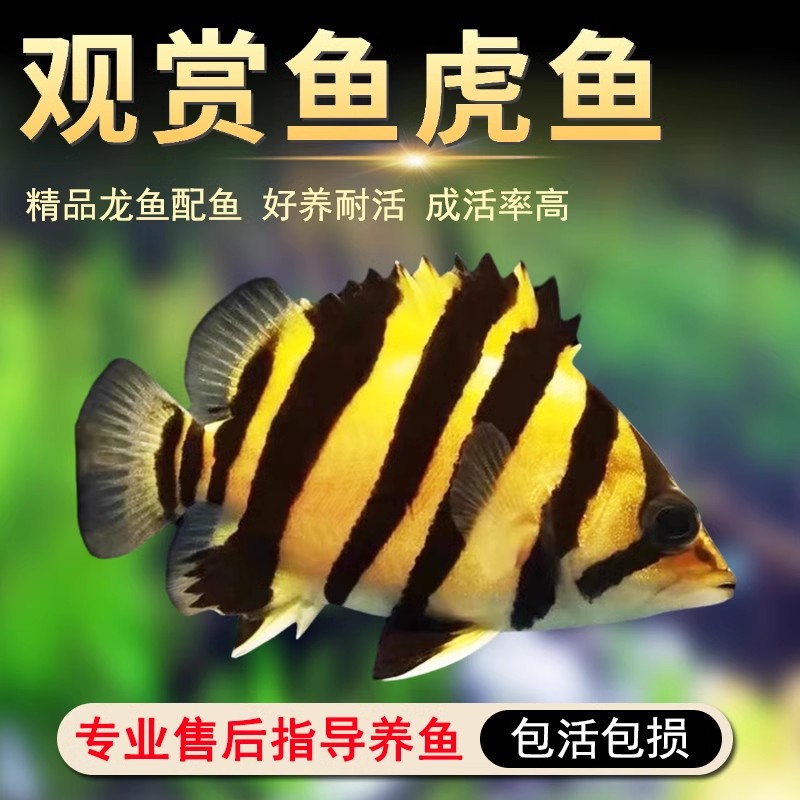 虎鱼印尼虎苏门虎练手虎四纹虎包肚围脖热带观赏鱼【直播链接】
