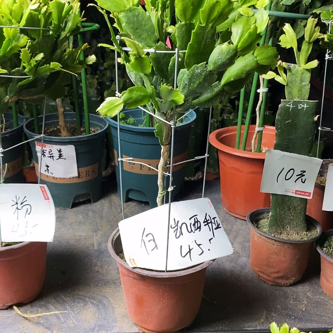 用***5无花朵叶仙嫁接一物一拍