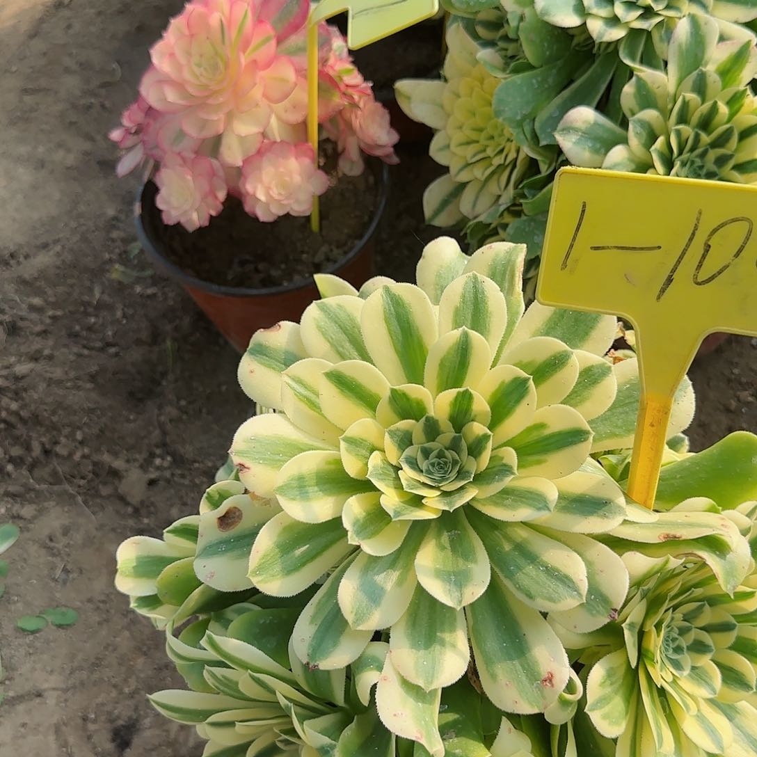 1-104---多头多肉植物