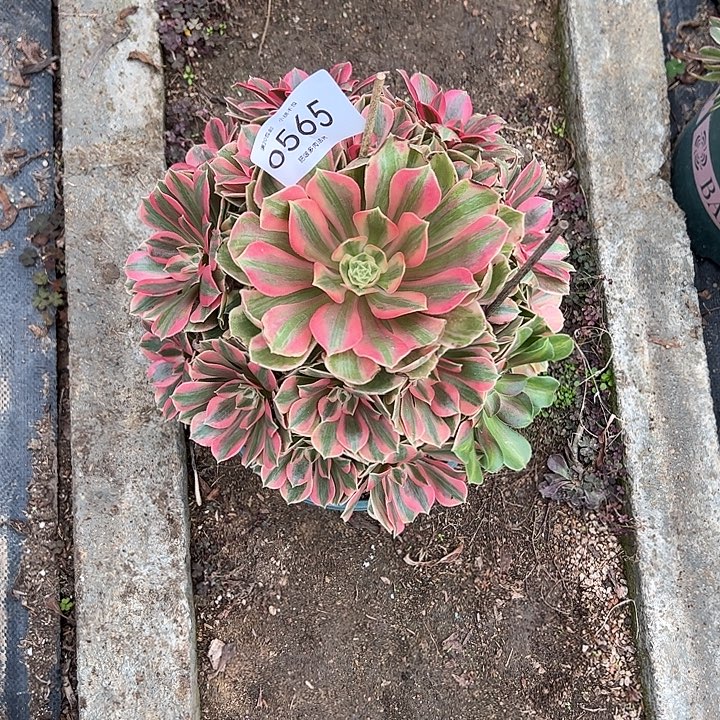 0565女妖多肉植物