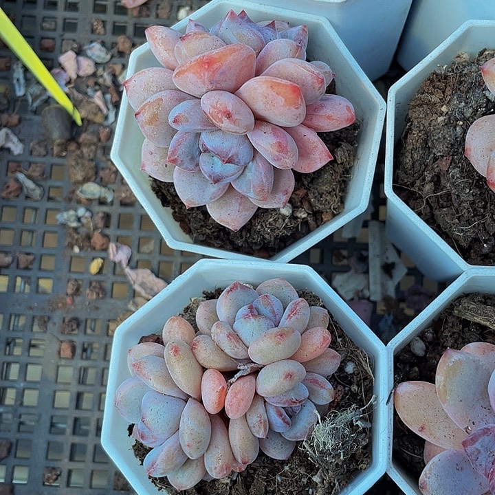 双头八角盆星星雪带盆