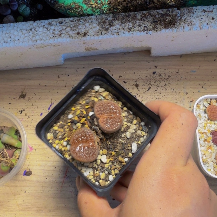 .*多肉植物的生长发育41