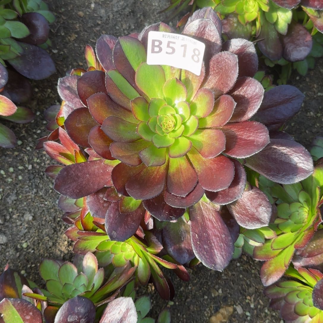 518黑美人多肉植物