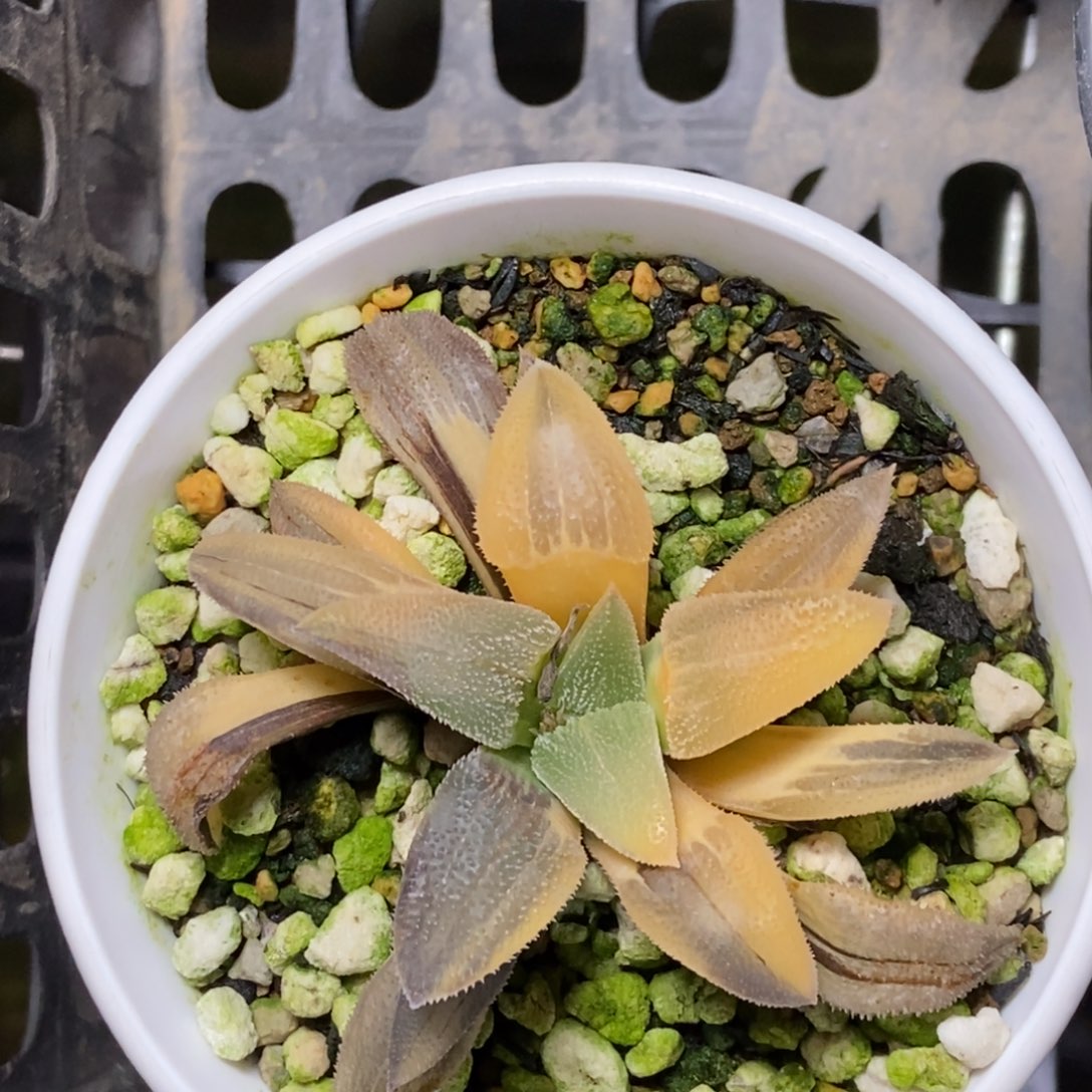 福利蓝光磨面锦一物一拍