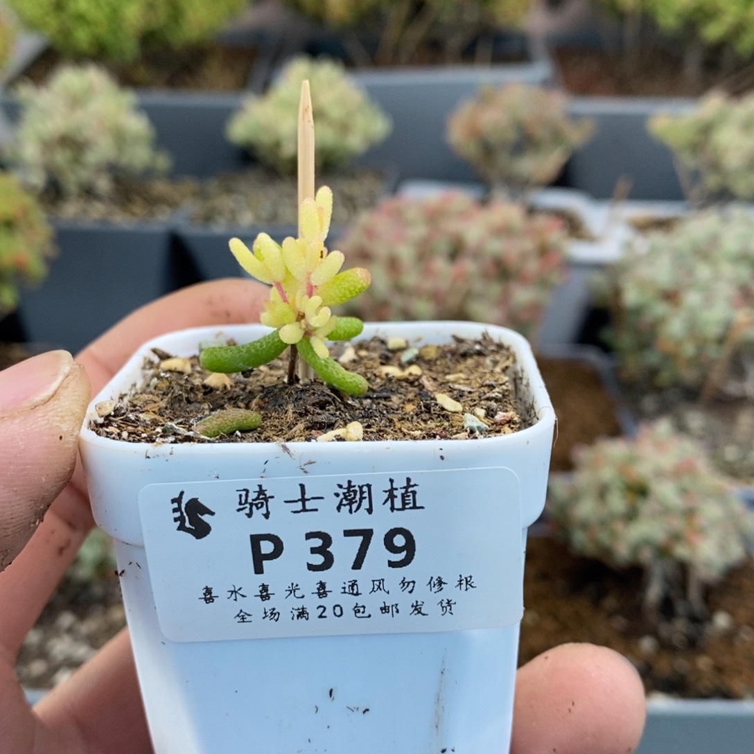 379 糖球粉锦假飞机猪