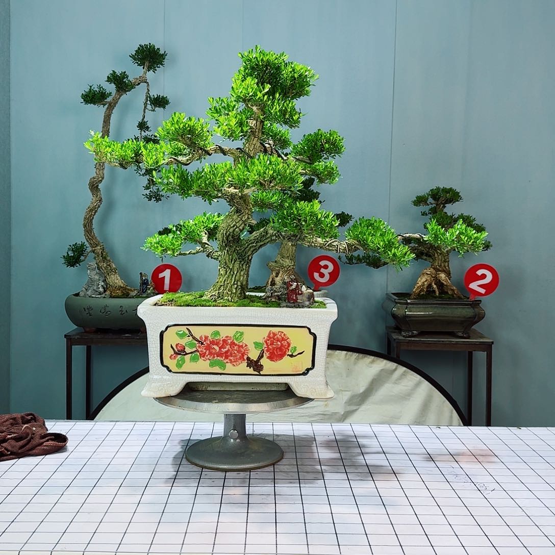 叶*7广东皱皮雀舌黄杨