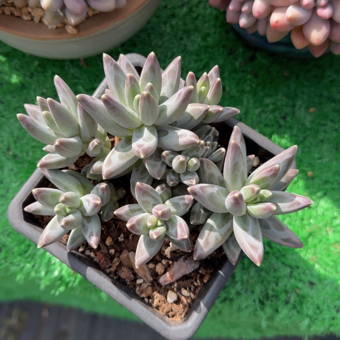 乌拉克拉老桩一物一拍