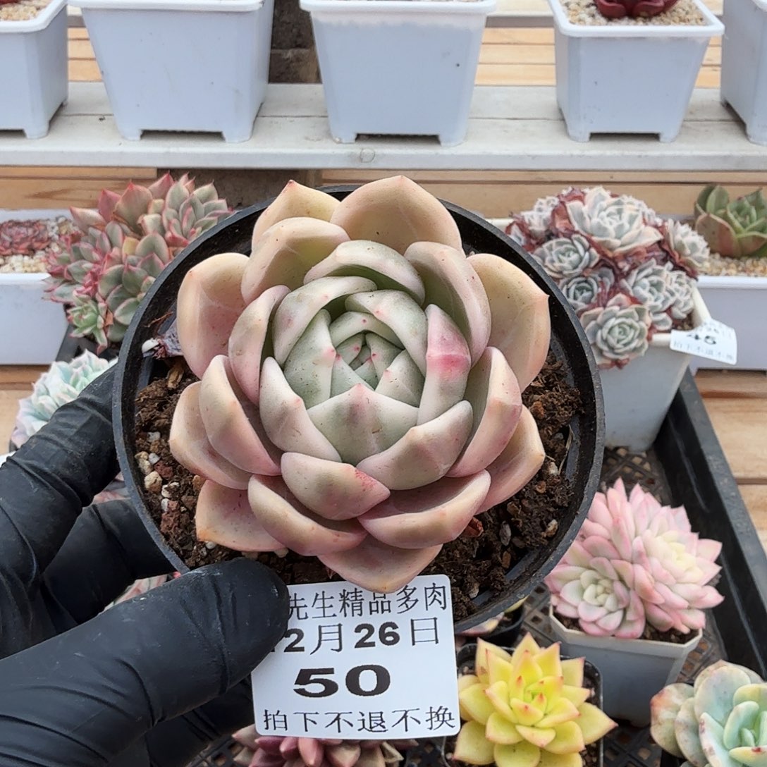 1226-50香槟锦单头