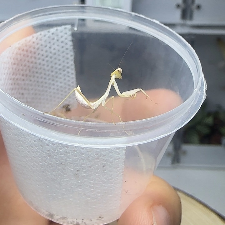 蟋蟀克盾螳螂3龄 单虫