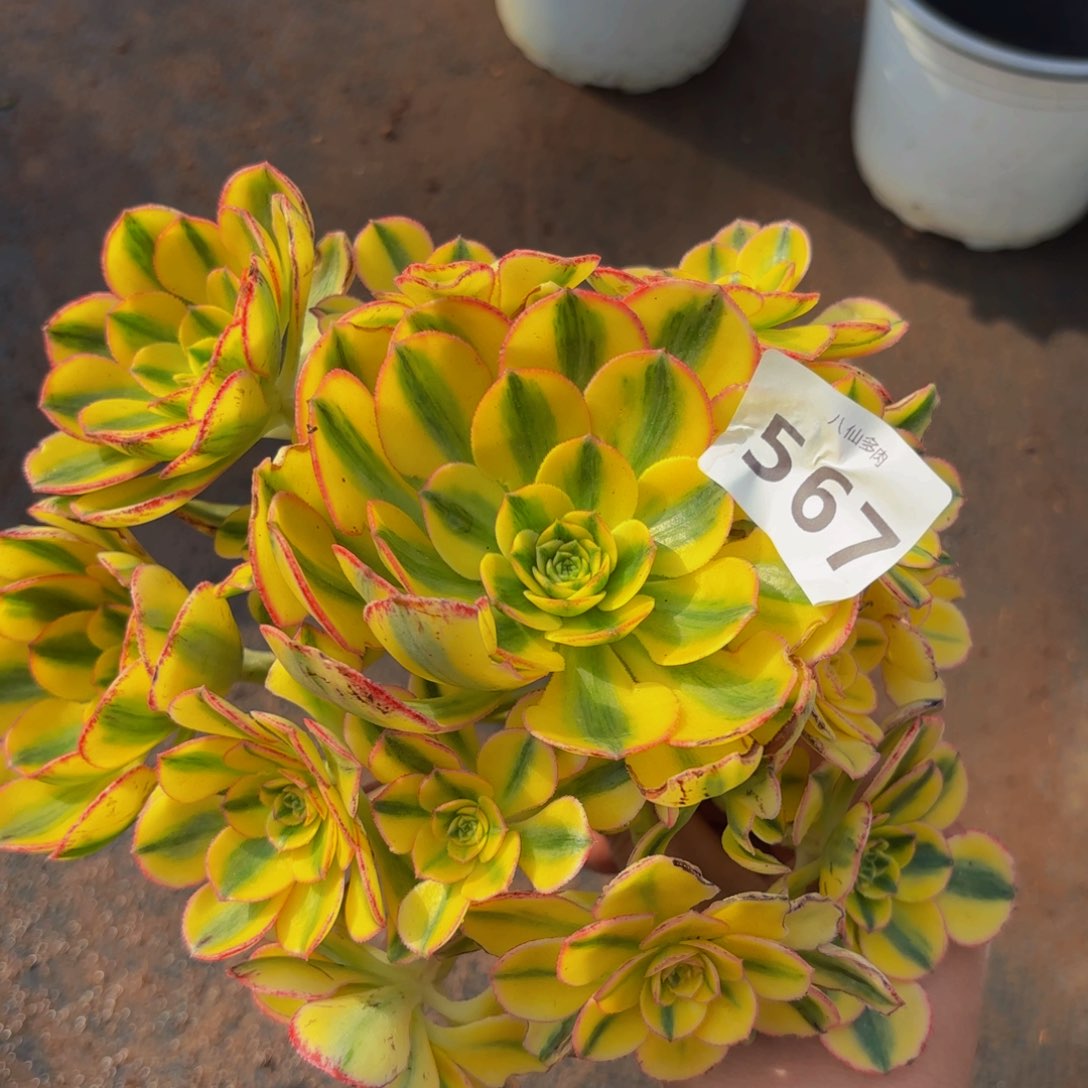 567多肉植物太阳神无根