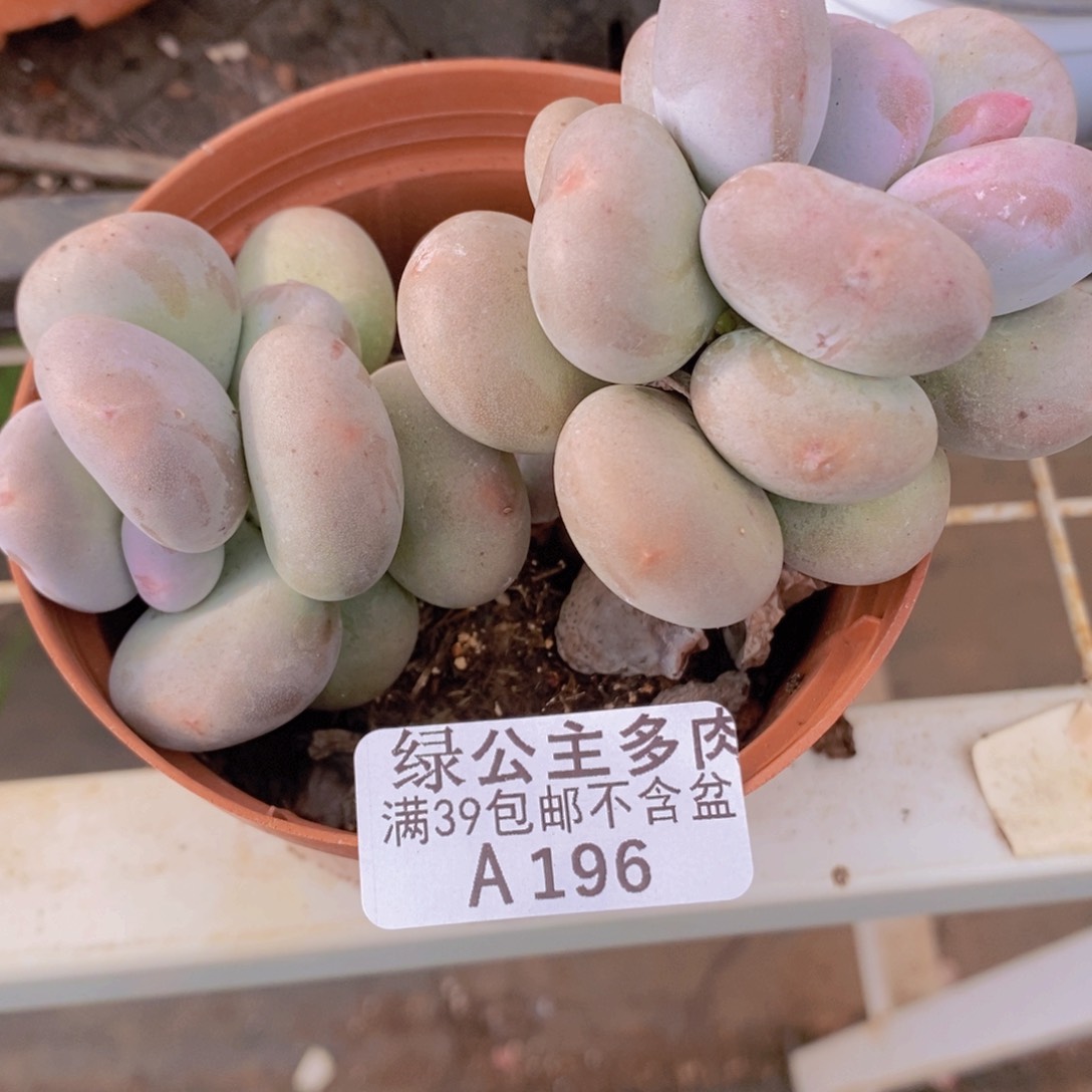 大叶奶7cm196多肉植物