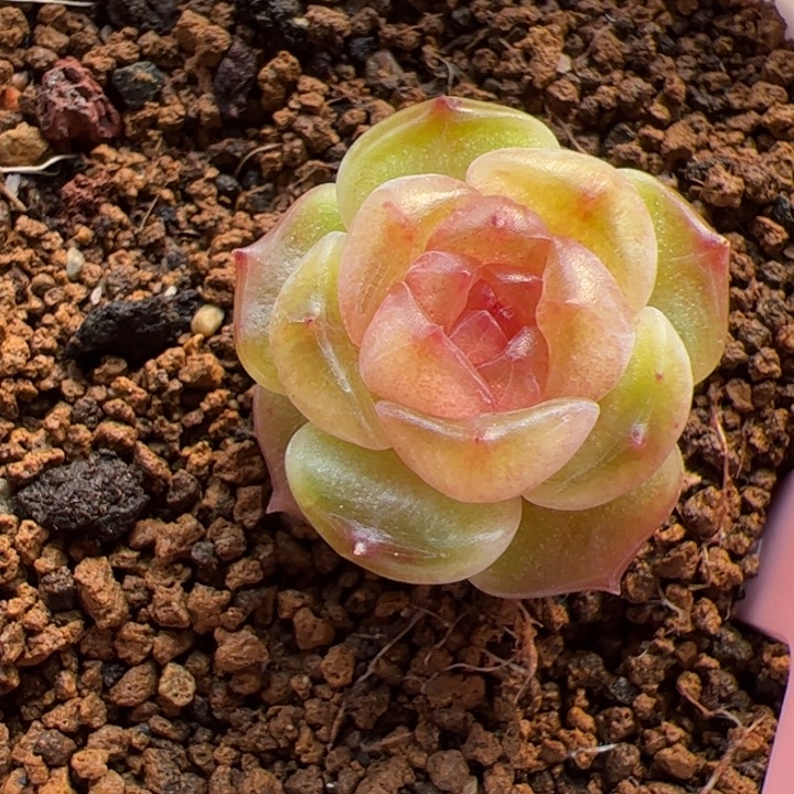 152 一物一拍，精品糖心，尺寸不大介意勿拍