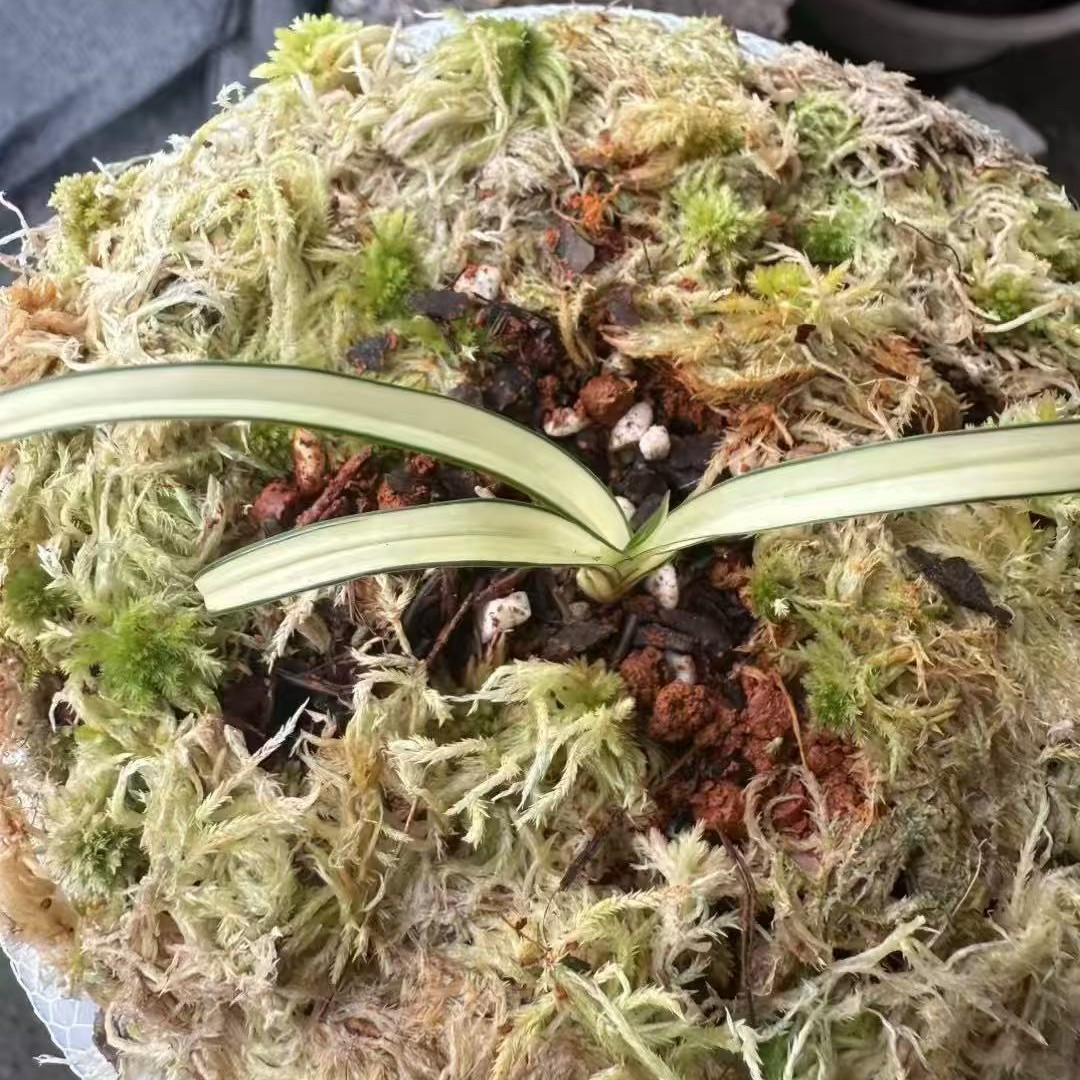 绿兰瓷白大帽中透
