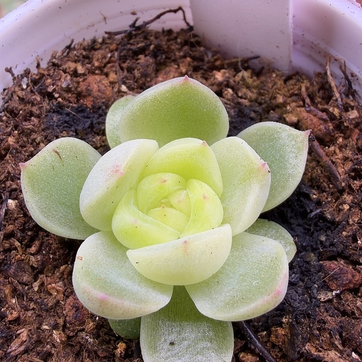 ****太阳花麦秆5公分盆口