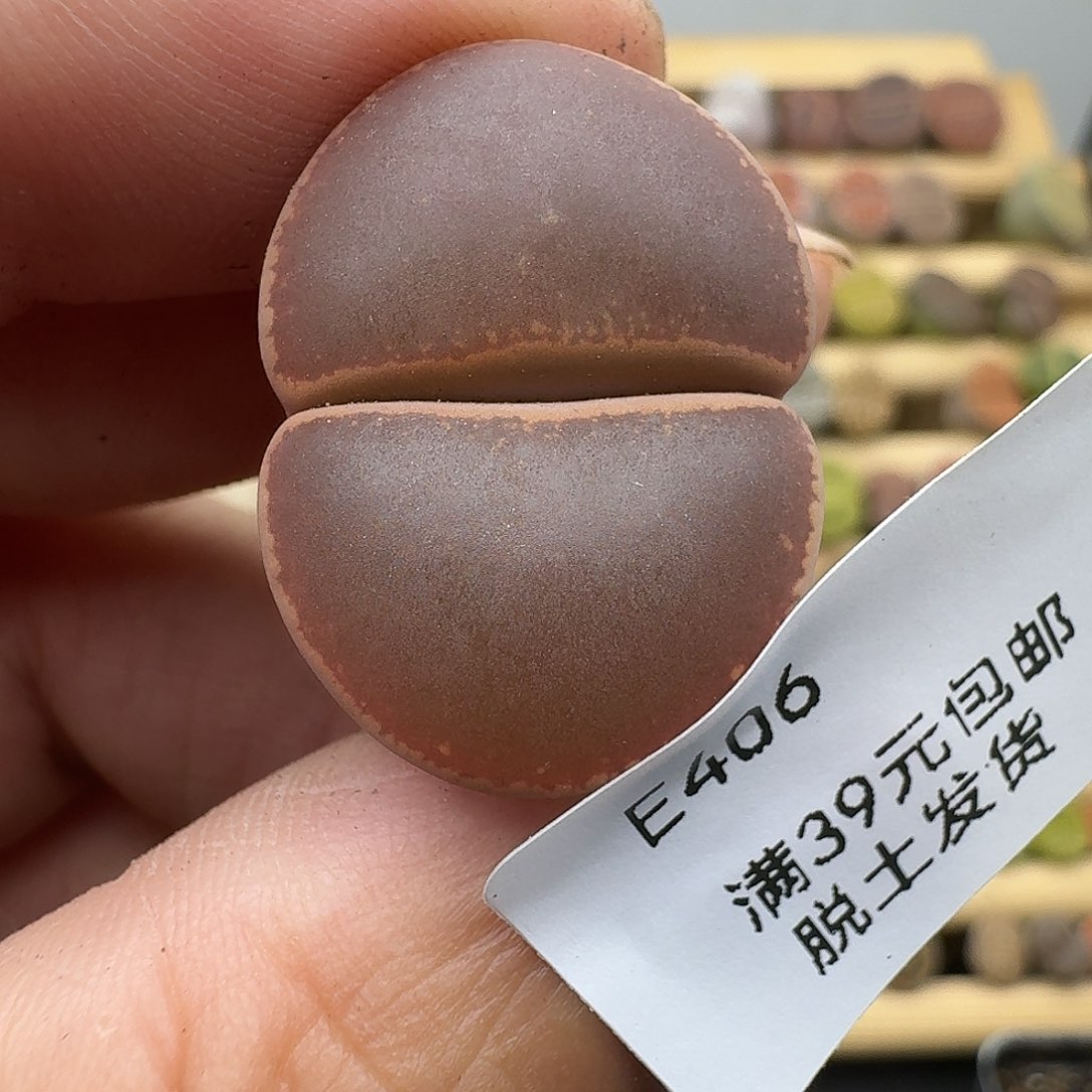 406哈哈哈哈哈哈哈